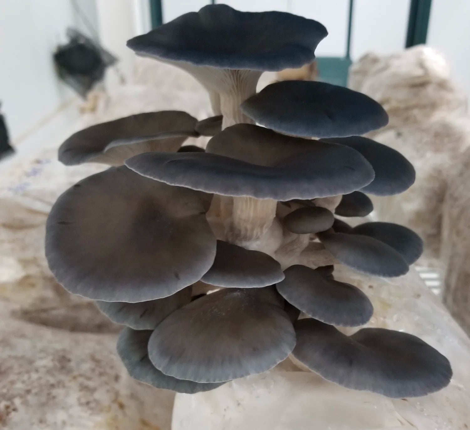 Kit de fructification - Pleurote huître Bleu