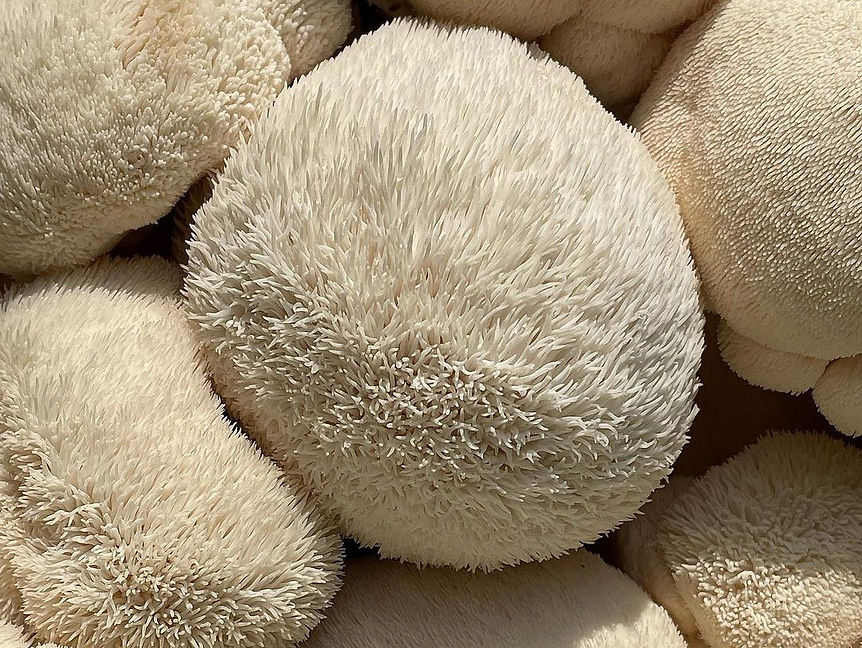 Champignon frais - Lion’s Mane / Crinière de Lion