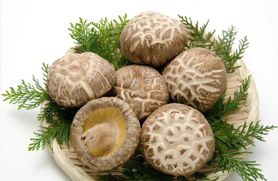 Kit de fructification - Shiitake