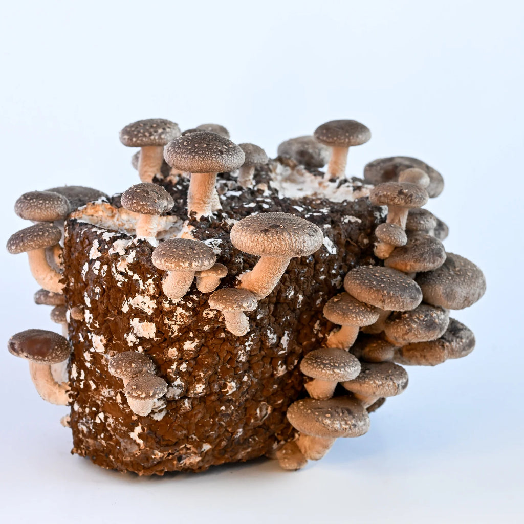 Kit de fructification - Shiitake