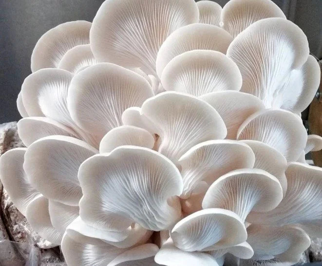 Kit de fructification - Pleurote huître Blanc