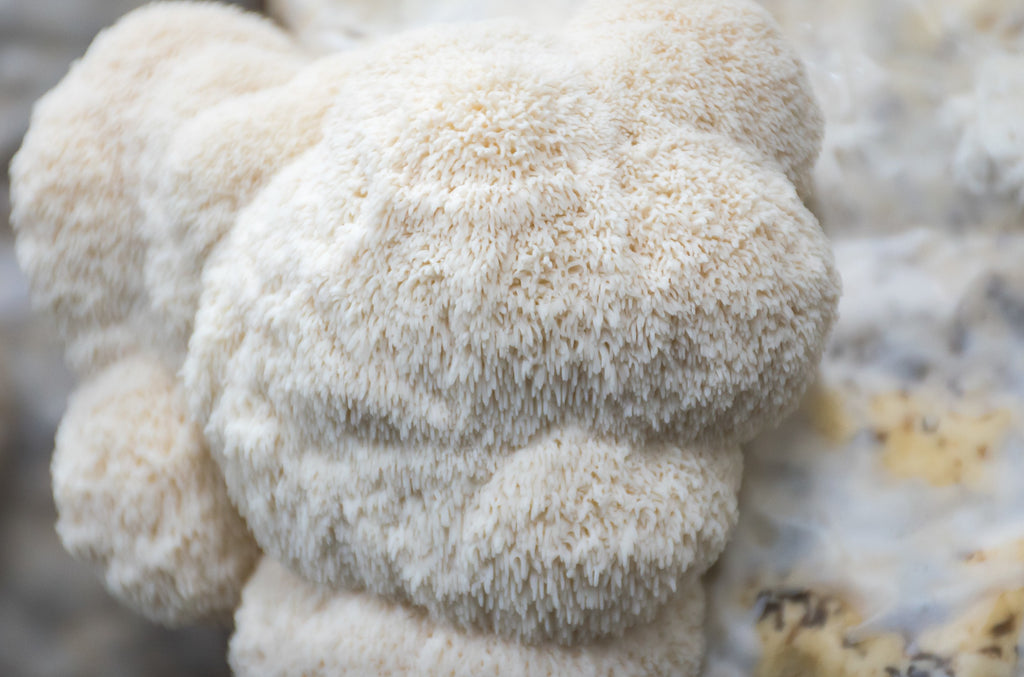 Kit de fructification - Lion’s Mane / Crinière de Lion