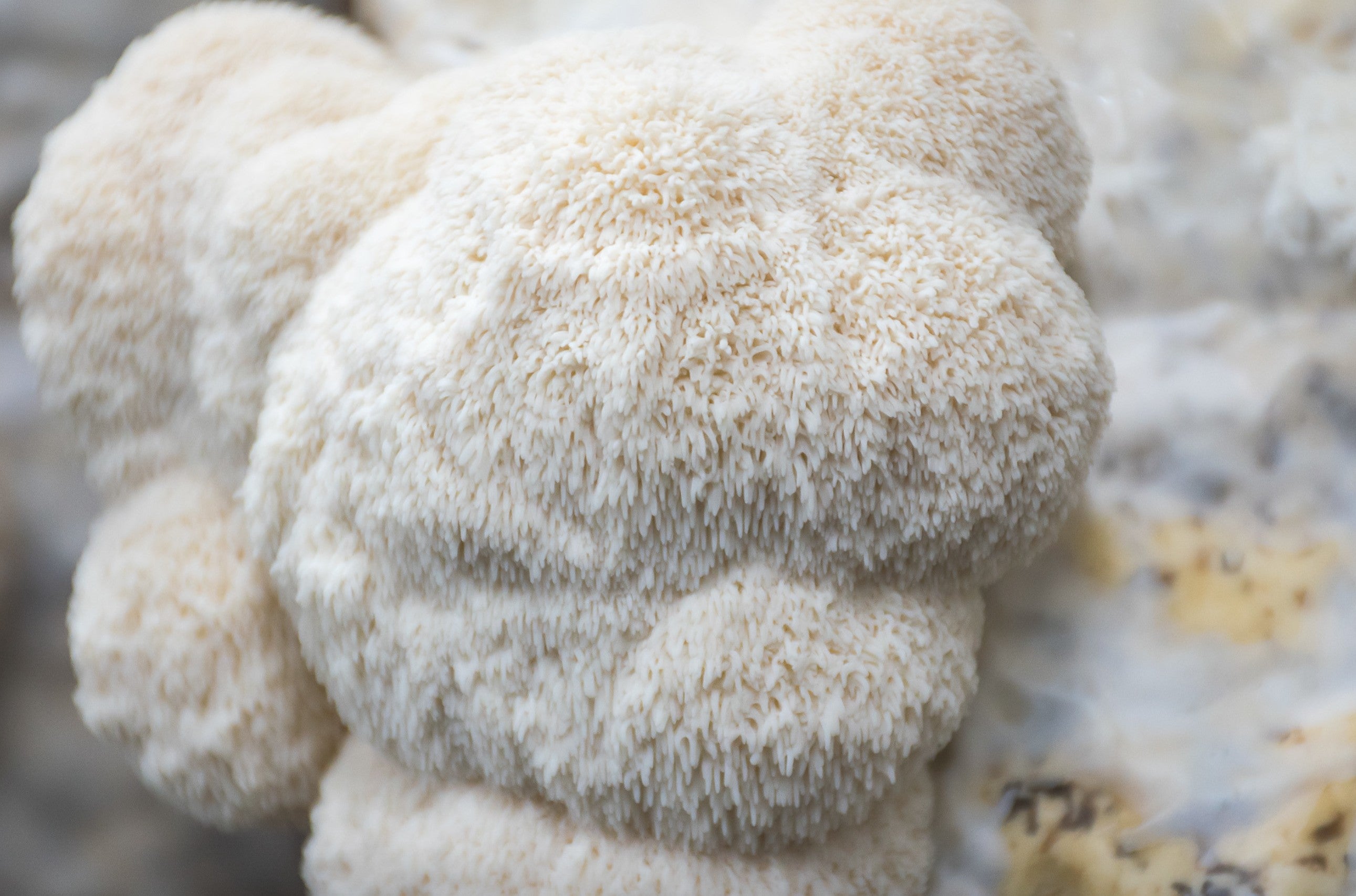 Kit de fructification - Lion’s Mane / Crinière de Lion