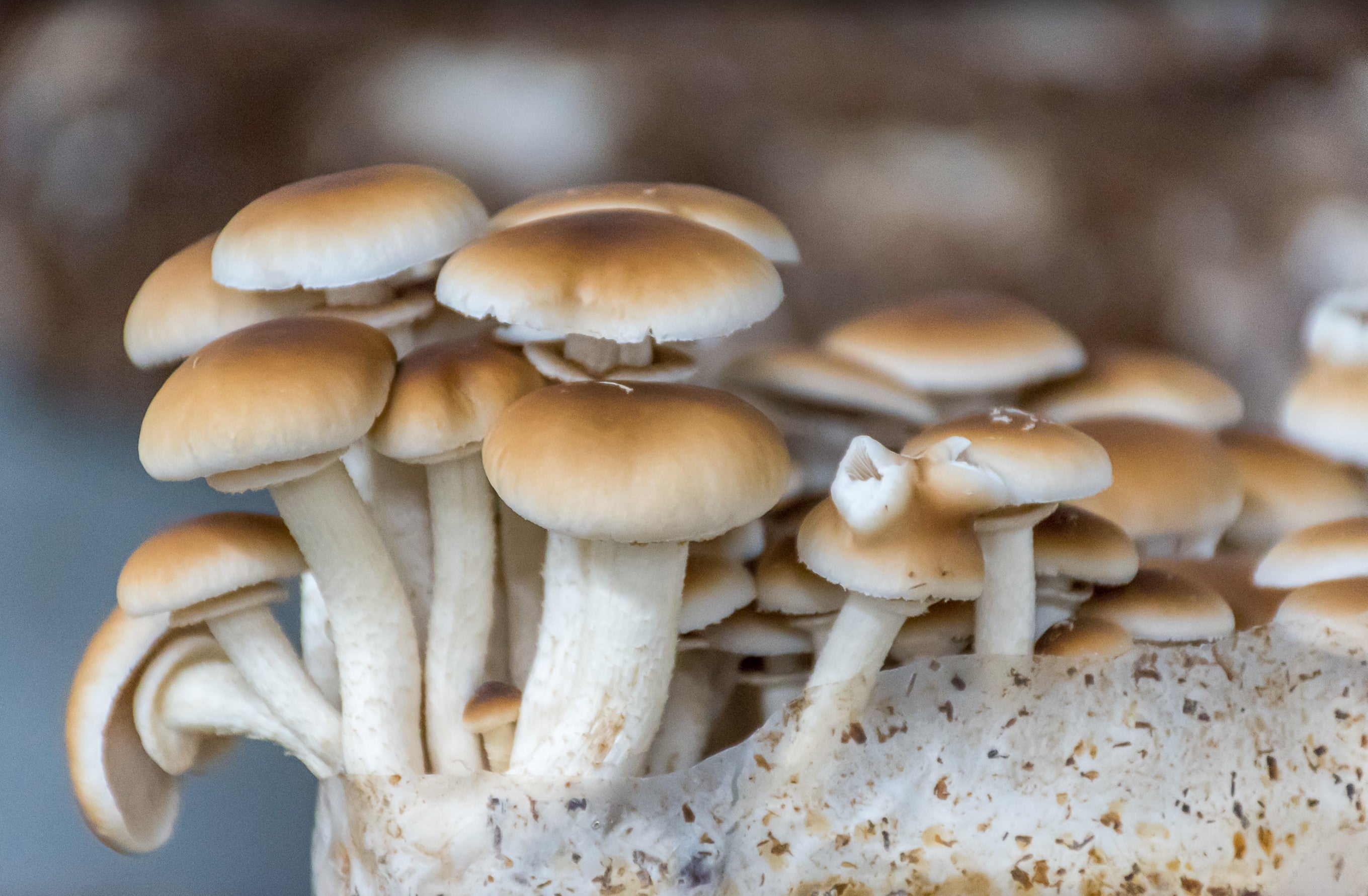 Kit de fructification - Shimeji