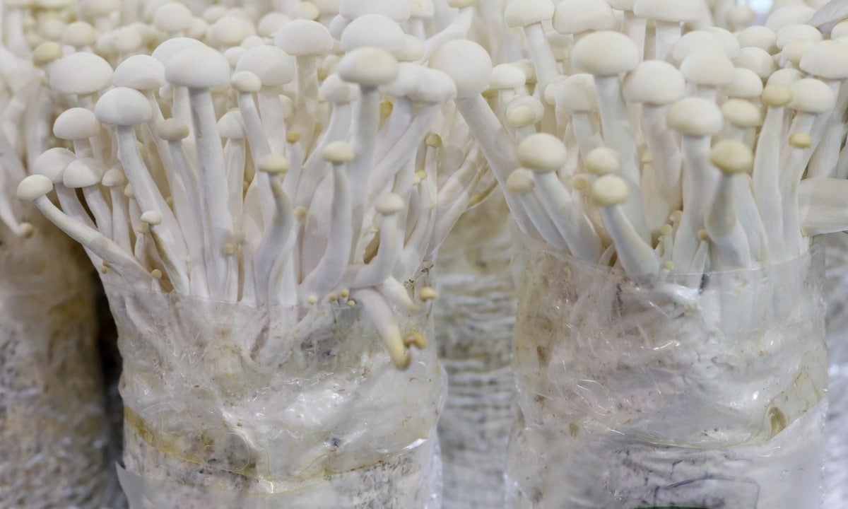 Kit de fructification - Enoki