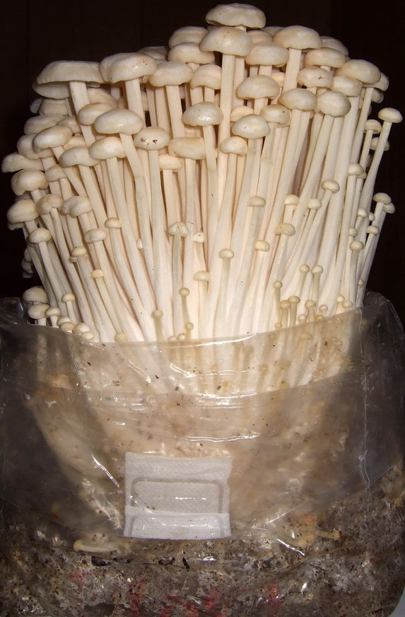 Kit de fructification - Enoki