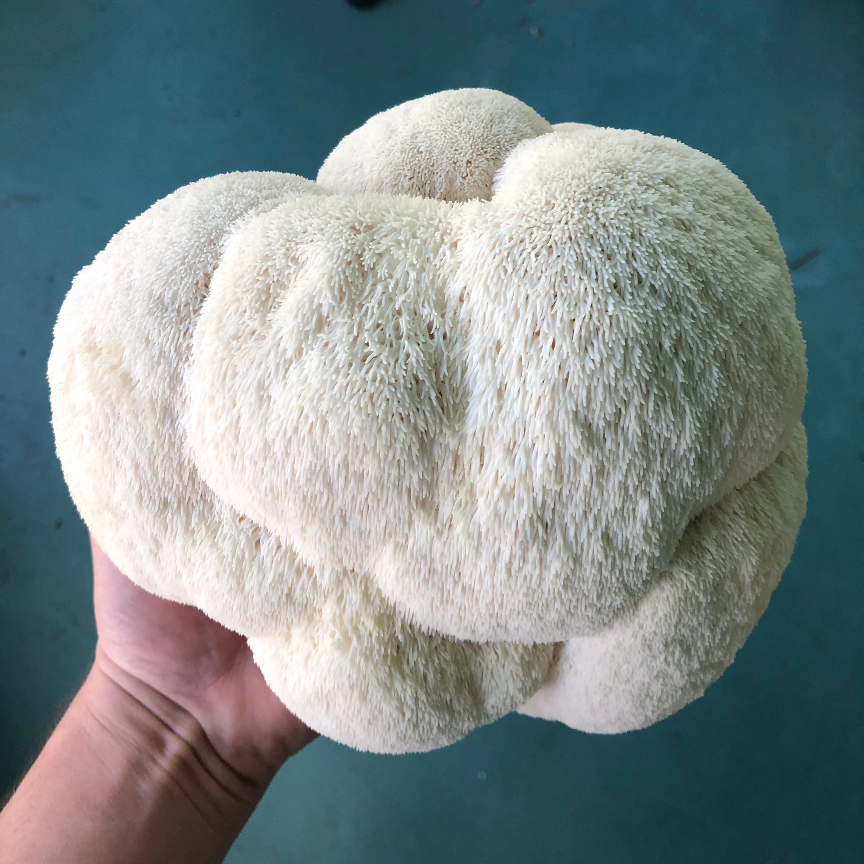 Champignon frais - Lion’s Mane / Crinière de Lion