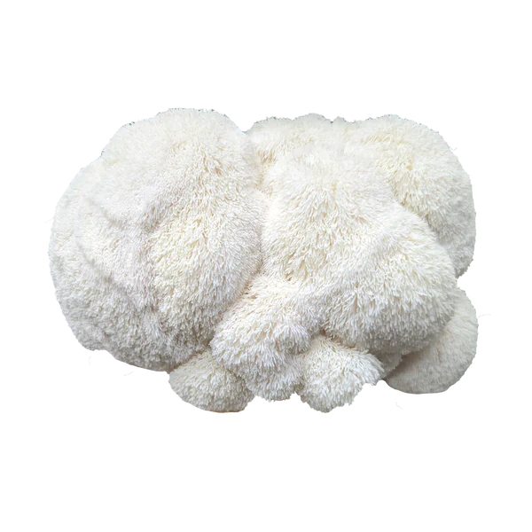 Seringue de mycélium liquide – 10 ml -Lion’s Mane / Crinière de Lion (Hericium erinaceus)