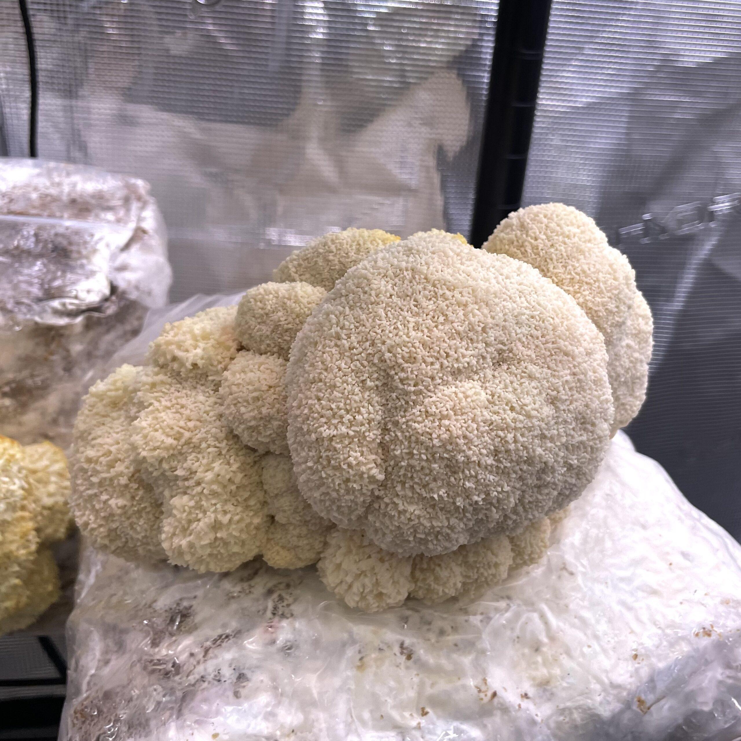 Kit de fructification - Lion’s Mane / Crinière de Lion