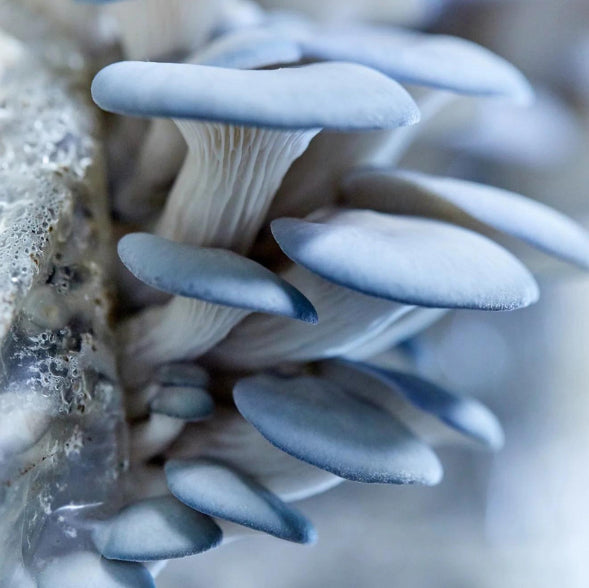 Champignons frais - Pleurote huître Bleu