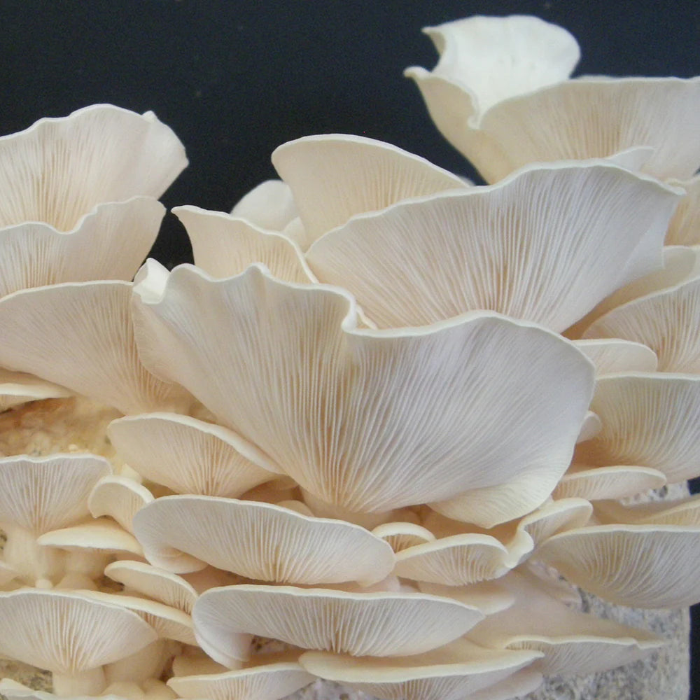 Kit de fructification - Pleurote huître Blanc