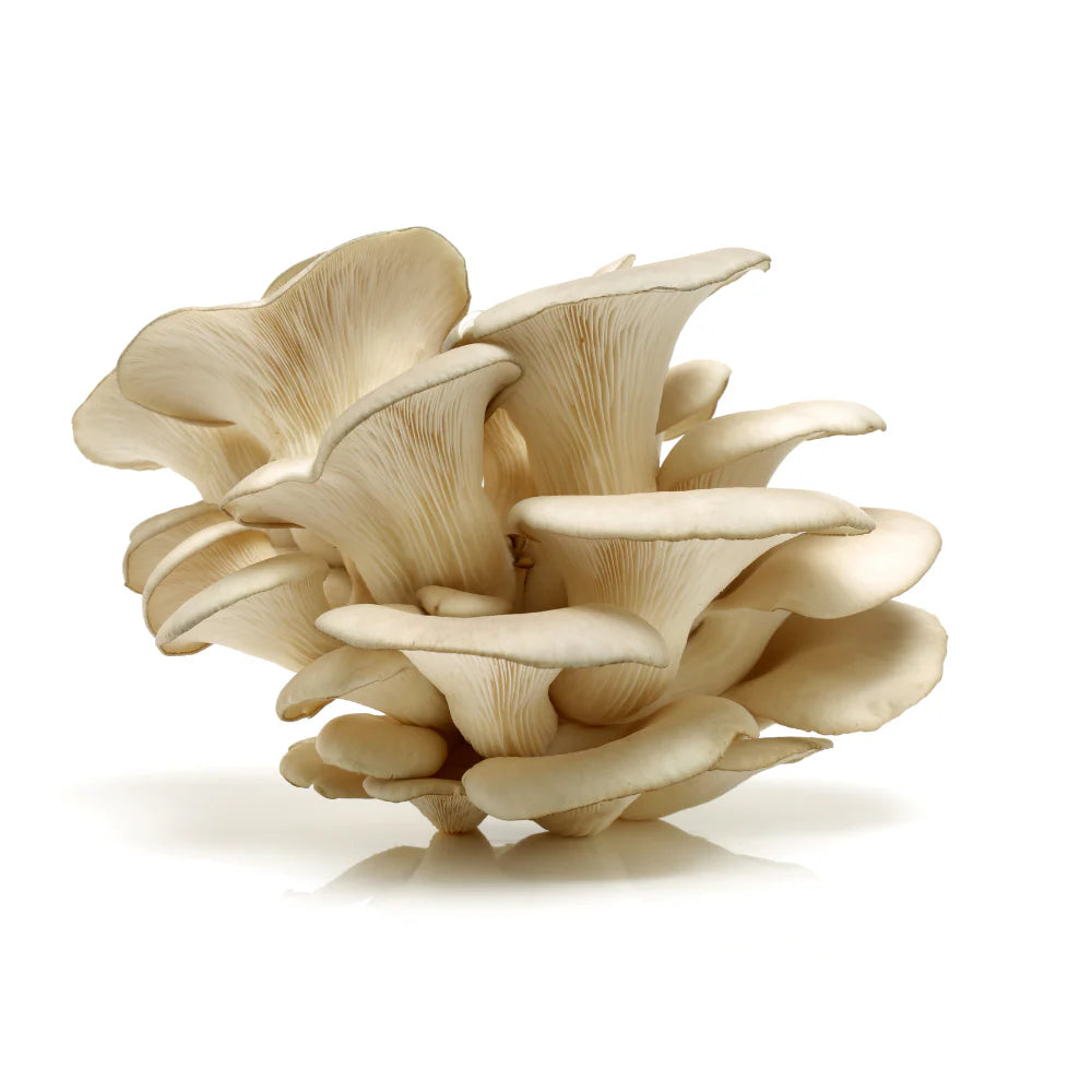 Seringue de mycélium liquide – 10 ml -Pleurote huître Blanc (Pleurotus ostreatus)