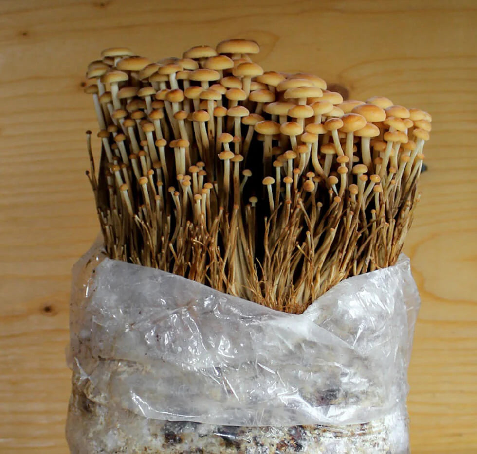 Kit de fructification - Enoki