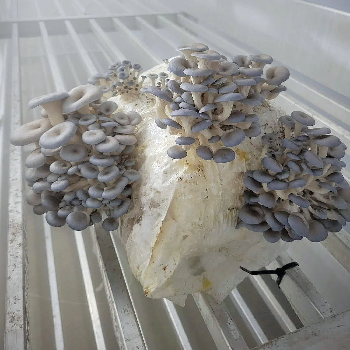 Kit de fructification - Pleurote huître Bleu