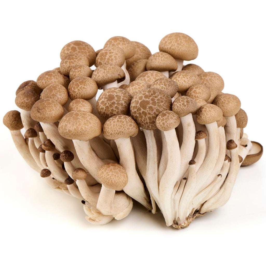 Seringue de mycélium liquide – 10 ml -Shimeji (Hypsizygus spp.)