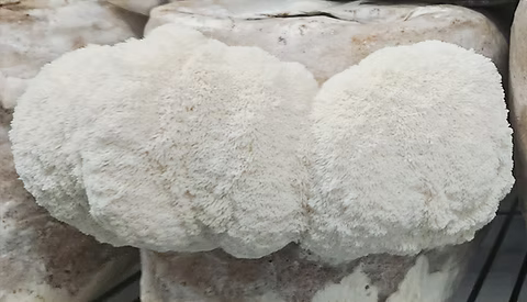 Kit de fructification - Lion’s Mane / Crinière de Lion
