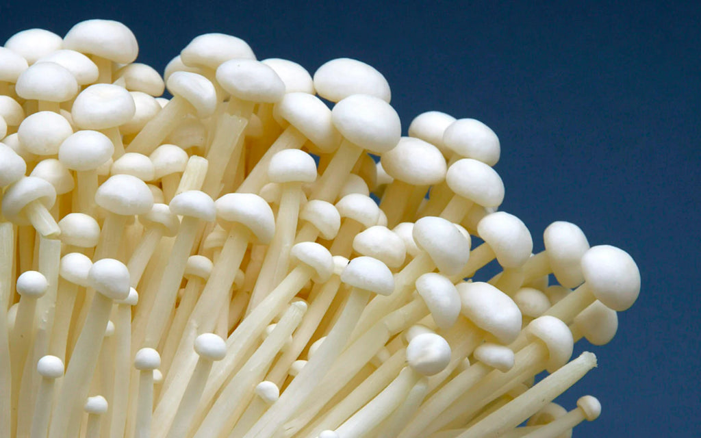 Seringue de mycélium liquide – 10 ml - Enoki (Flammulina velutipes)