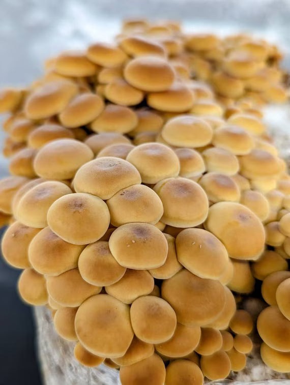 Champignons frais - Enoki