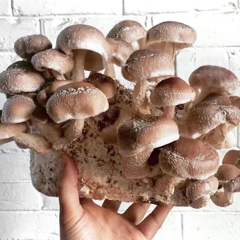 Kit de fructification - Shiitake