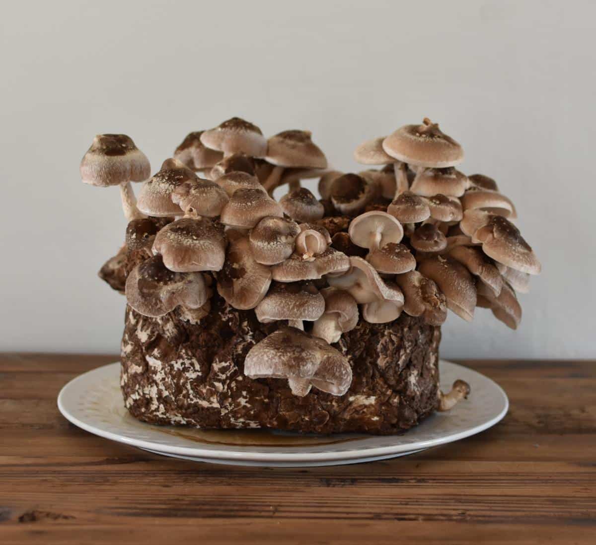 Kit de fructification - Shiitake