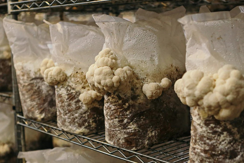 Kit de fructification - Lion’s Mane / Crinière de Lion