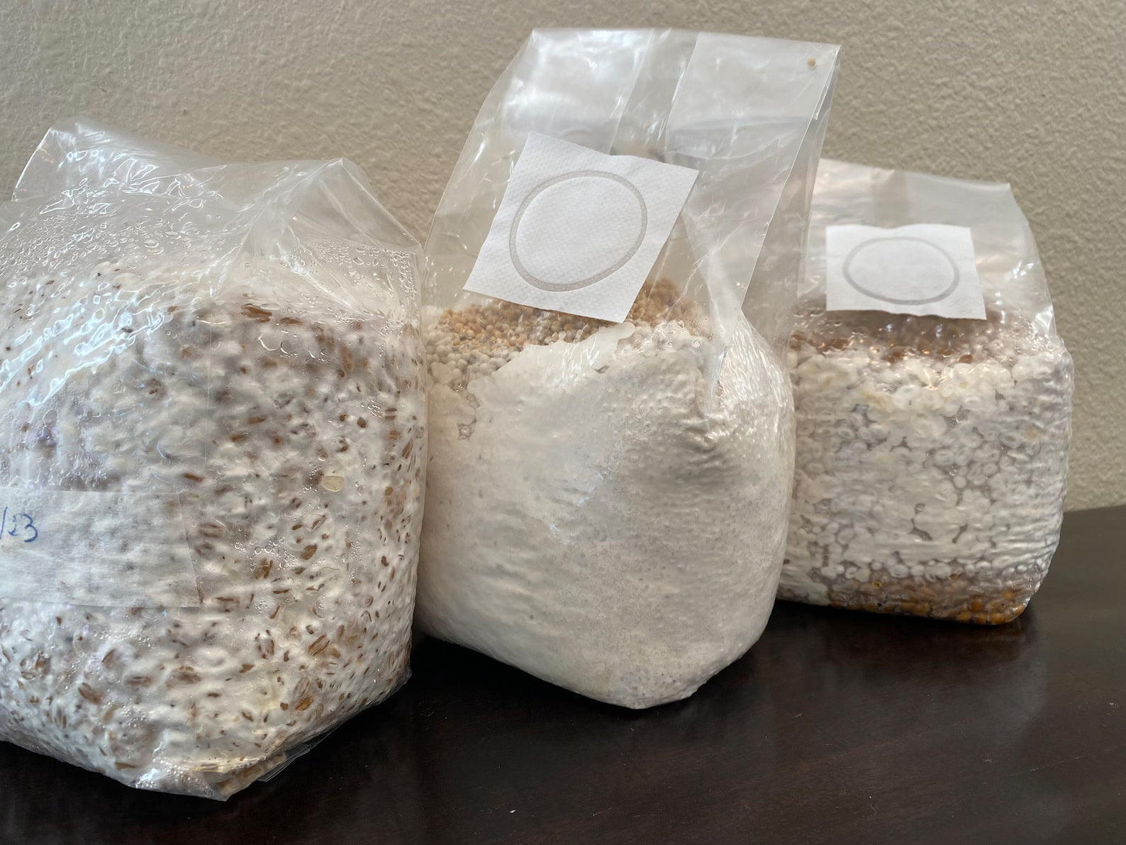 Enoki 1kg bag of spawn on grain – MycoZen