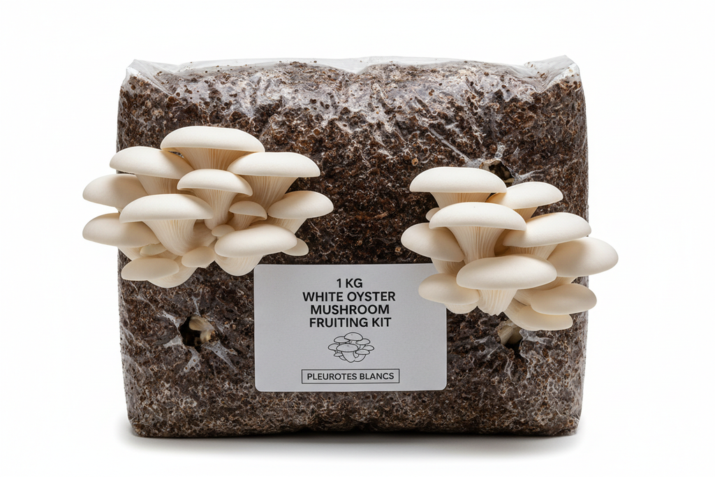 kit de fructification 1 kg de pleurote blanc