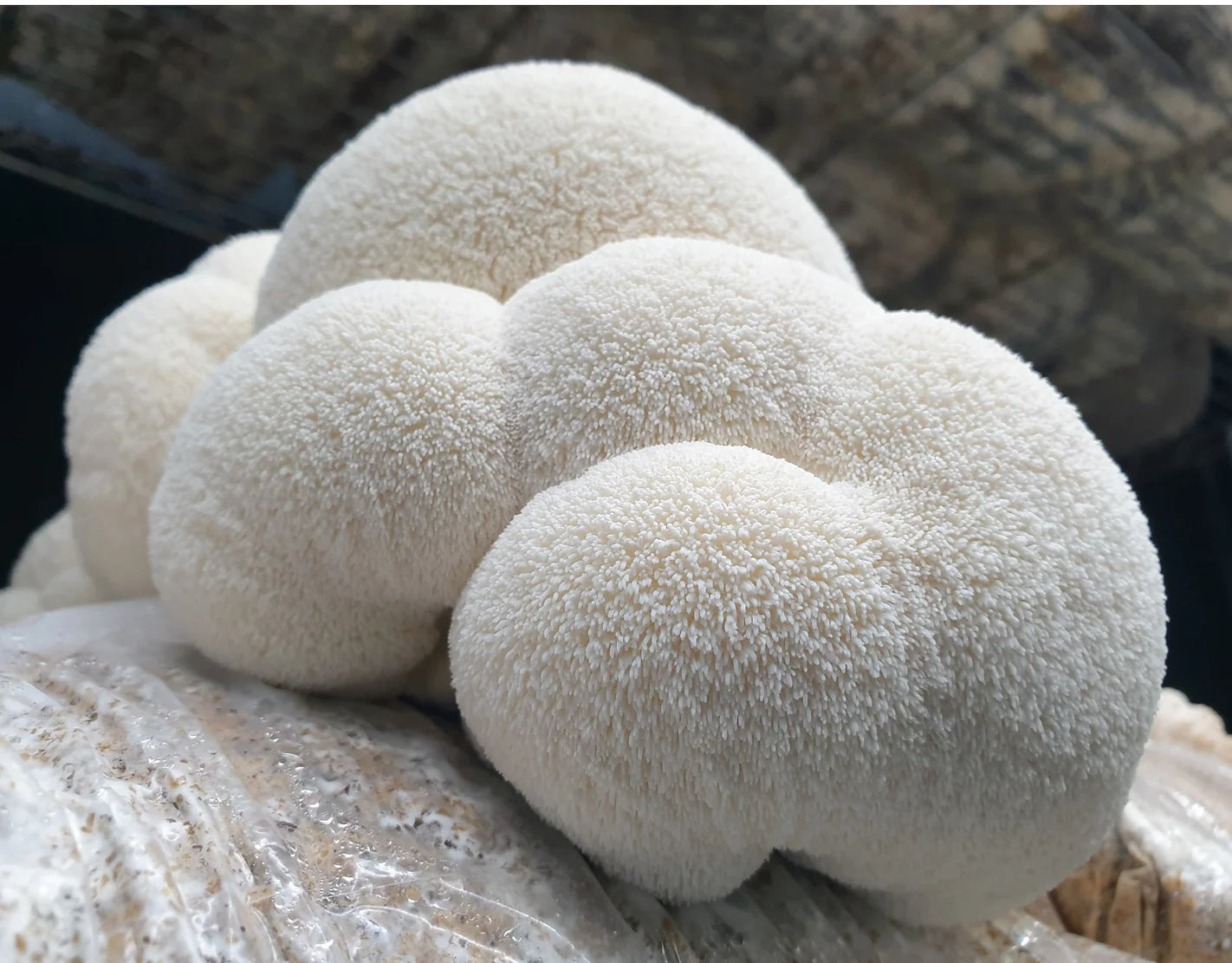 Kit de fructification - Lion’s Mane / Crinière de Lion