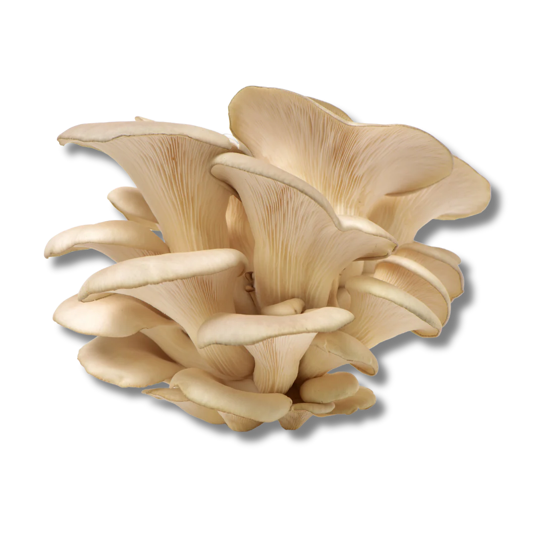 Seringue de mycélium liquide – 10 ml -Pleurote huître Blanc (Pleurotus ostreatus)