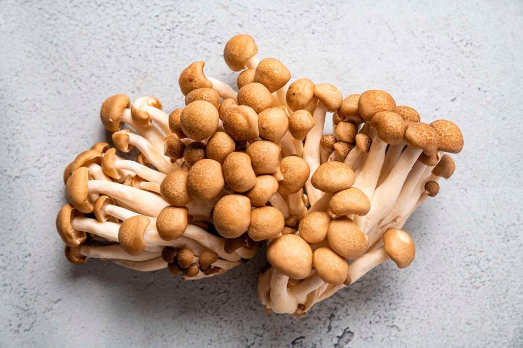 Kit de fructification - Shimeji