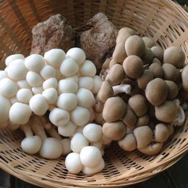 Champignons frais - Shimeji