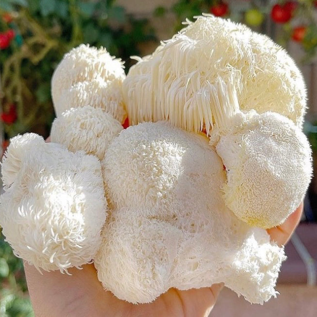 Sac de spawn sur grain – 1 kg - Lion’s Mane / Crinière de Lion