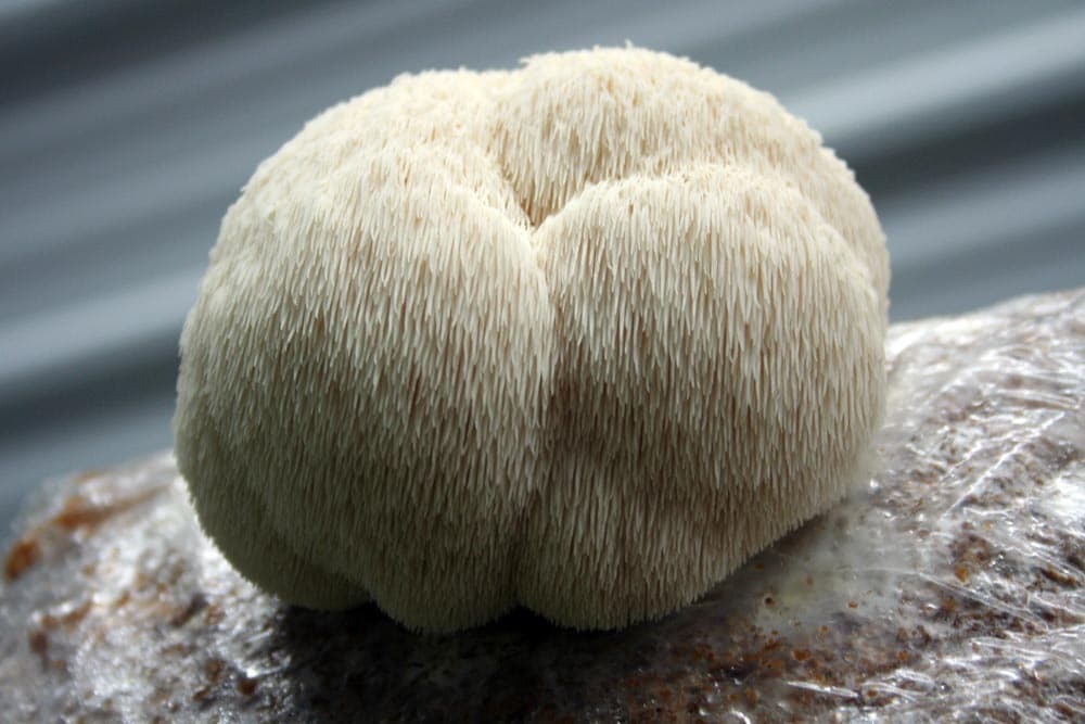 Kit de fructification - Lion’s Mane / Crinière de Lion